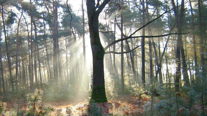 winterzon
