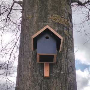 Vogelkastjes met schroeven in de boom vastgezet…