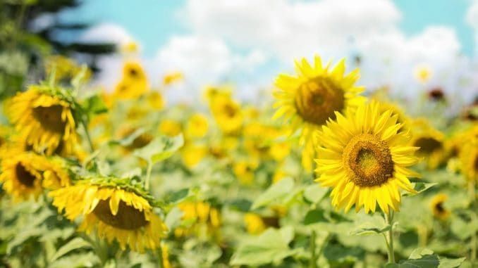 sunflowers-905069_960_720