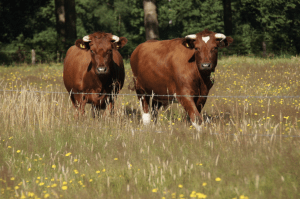 Provincie zet fors in op kringlooplandbouw