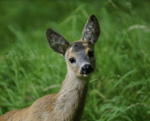 Loslopende honden jagen reeën de dood in