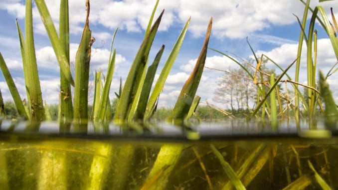 Waterplanten in waterlijn