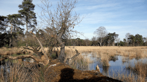 Boetelerveld, historische Raalter grond in herstel