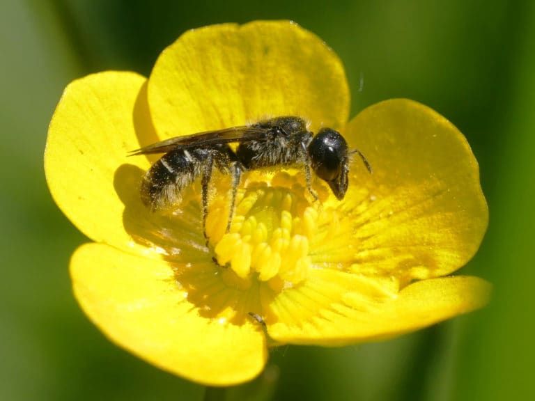 Steeds meer bijenplekken in Overijssel