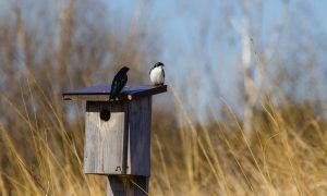 De tuin winterklaar maken is niet meer van deze tijd