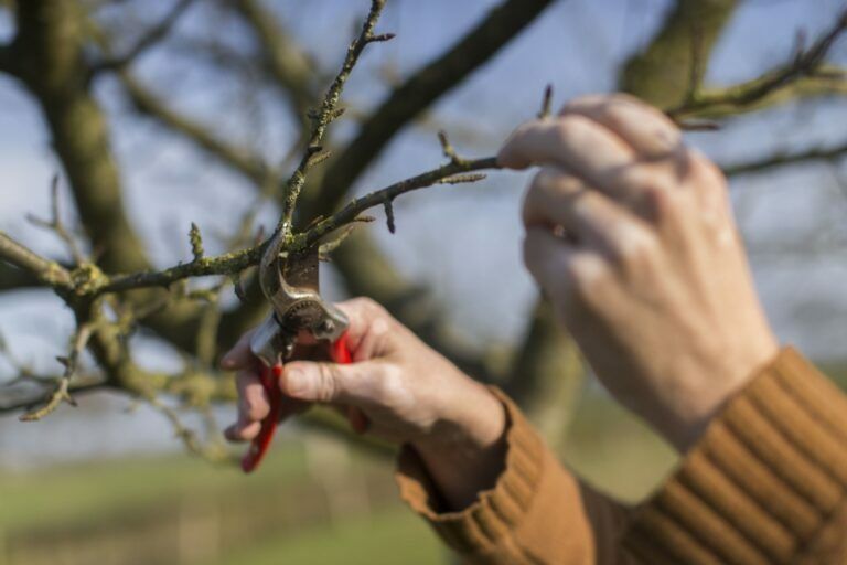 Volg een ‘Basiscursus fruitboom snoeien online’ en help de biodiversiteit.