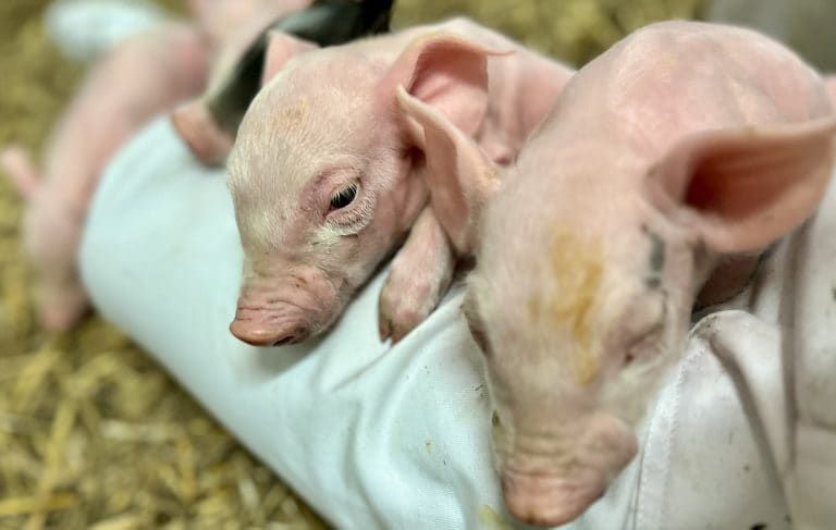 Biggetjes knuffelen moet jonge kankerpatiënten ontspanning bieden