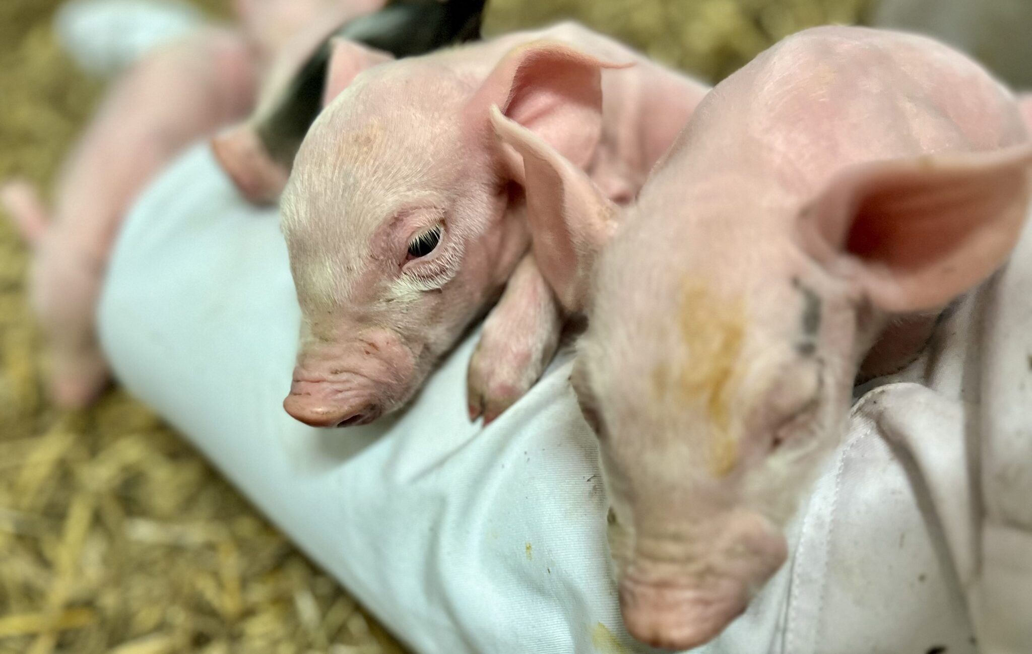 Biggetjes knuffelen moet jonge kankerpatiënten ontspanning bieden
