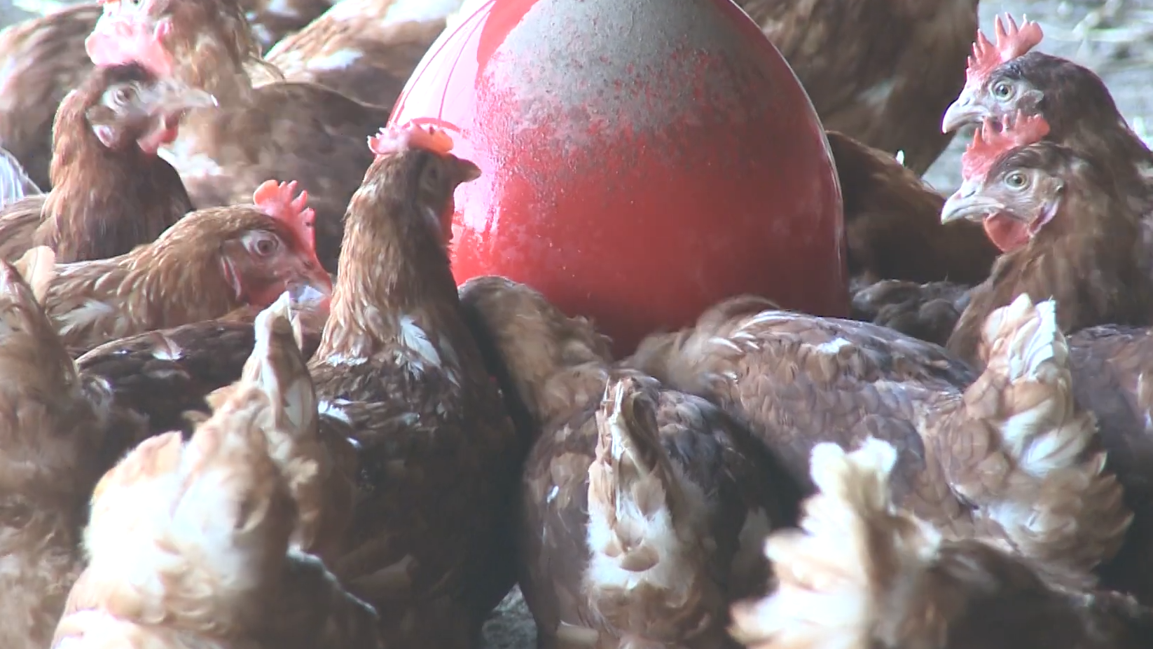 [VIDEO] Pluimveehouder over vaccinatie vogelgriep: 