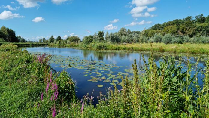 Regen brengt verlichting in droogteseizoen: 