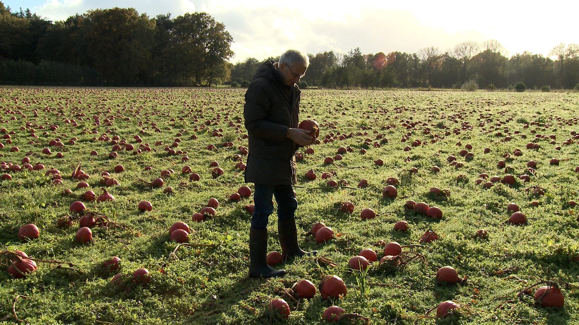 Enorm pompoenenveld in Heino: “Te dik voor de markt, dus we hebben een probleem'”