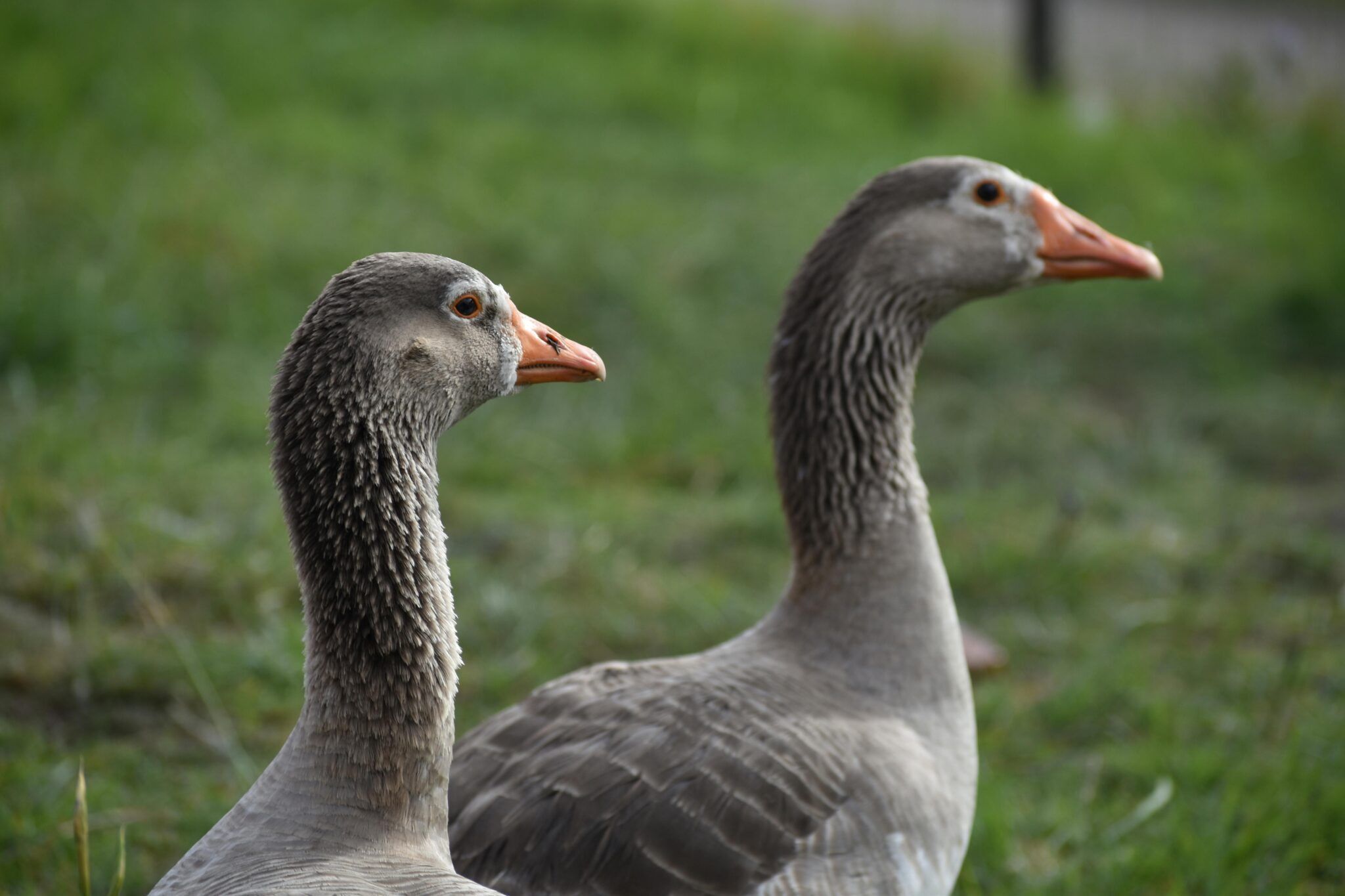 Vogelgriep slaat toe in Deventer: dode ganzen aangetroffen